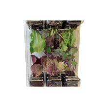 Load image into Gallery viewer, Seedling Clamshells (100-Pack)