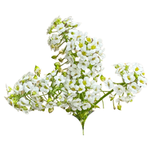 Load image into Gallery viewer, Flower - Sweet Alyssum