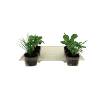 Load image into Gallery viewer, Seedling Clamshells (100-Pack)