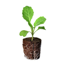 Load image into Gallery viewer, Cabbage - Red