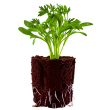 Load image into Gallery viewer, Herb - Cilantro (Frilled)