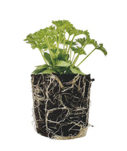Load image into Gallery viewer, Herb - Parsley (Curly)