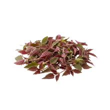 Load image into Gallery viewer, Herb - Epazote (Red)
