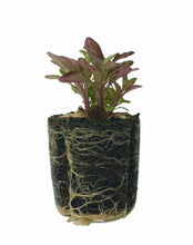 Load image into Gallery viewer, Herb - Epazote (Red)