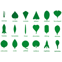 Load image into Gallery viewer, Seedling Starter Kit - Montessori Leaf Shapes
