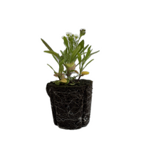Load image into Gallery viewer, Flower - Sweet Alyssum