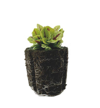 Load image into Gallery viewer, Sorrel - Red Veined