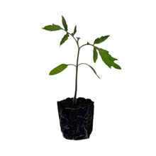 Load image into Gallery viewer, Tomato - Medium (Indeterminate)