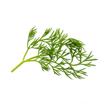 Load image into Gallery viewer, Herb - Cilantro (Frilled)