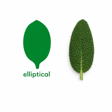 Load image into Gallery viewer, Seedling Starter Kit - Montessori Leaf Shapes