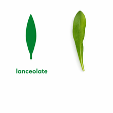 Load image into Gallery viewer, Montessori Bundle